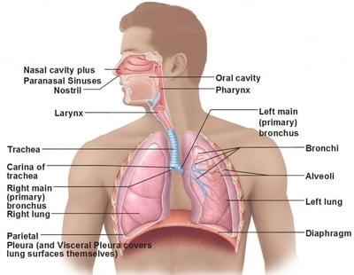 sistem pernafasan